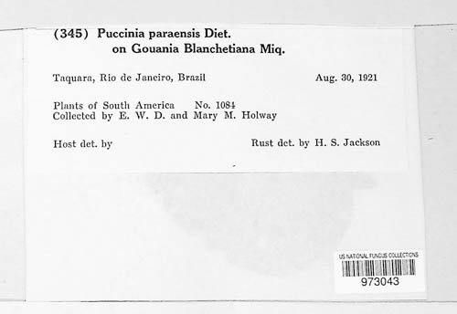Puccinia paraensis image
